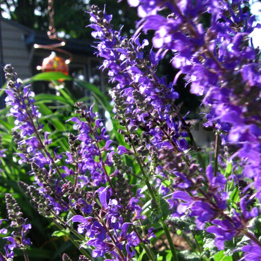 Catmint Common - 1 Plant - Garden Kitchen Herb for Cooking Planters in 8cm Pot