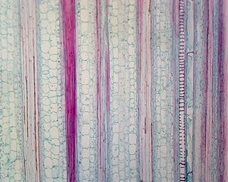 Typical Monocot Stems, Zea Mays Stem - Microscope Slide