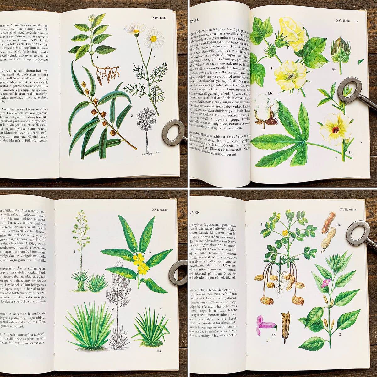 Amazon.co.jp: ハンガリーの古い植物図鑑(Kulturnovenyek 1976年