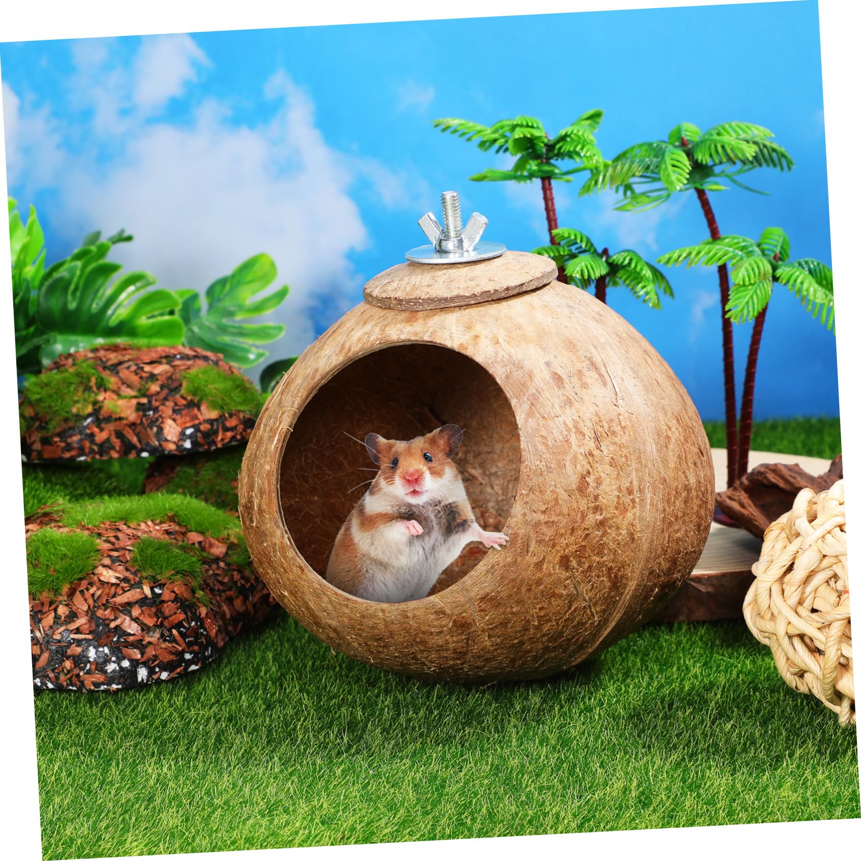 Balacoo Nid d'Oiseau en Noix de Naturelle, Cabane Suspendue pour Hamster, Perruche, Canari et Petite Souris, Abri de Repos et Jouet de Cage Écologique, Cachette pour Reproduction (15 cm)