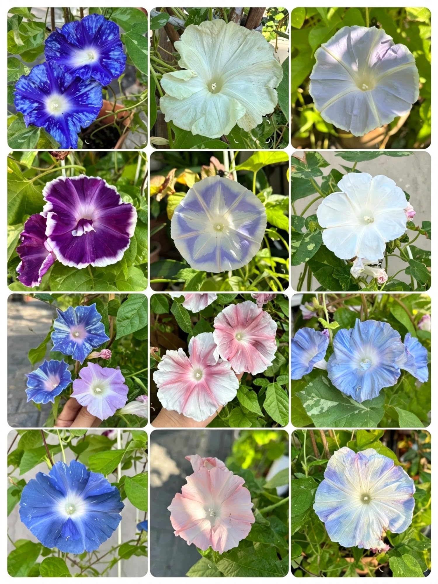 Rare Petunia Seed- Vibrant Floral Display Garden-37500pcs-W — image 1