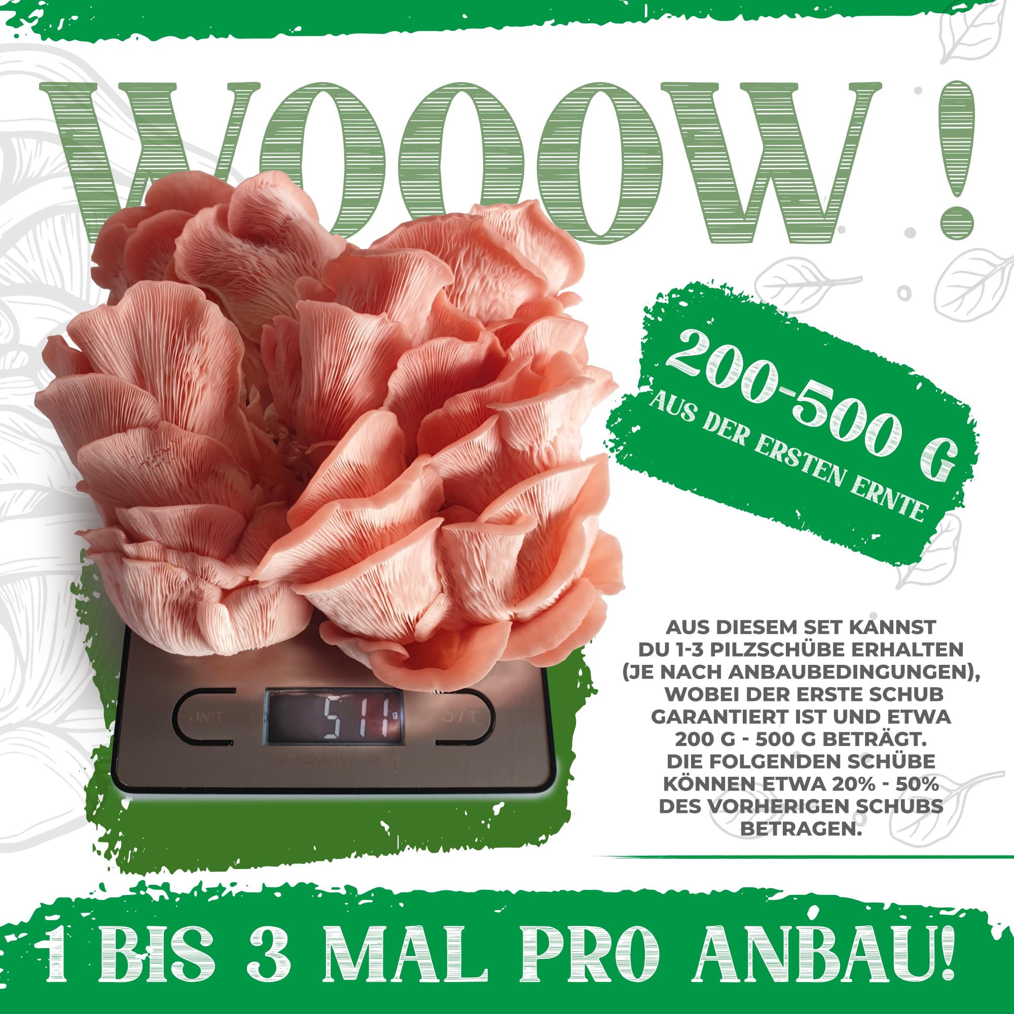Bio-Pilz-Set | Pilzanbau-Set | 100% biologisch | ohne Gentechnik | ganzjähriger Anbau | Innenbereich Pilze | tägliches Besprühen | schnelle Ernte | einfach zu züchten | Geschenk für Feinschmecker