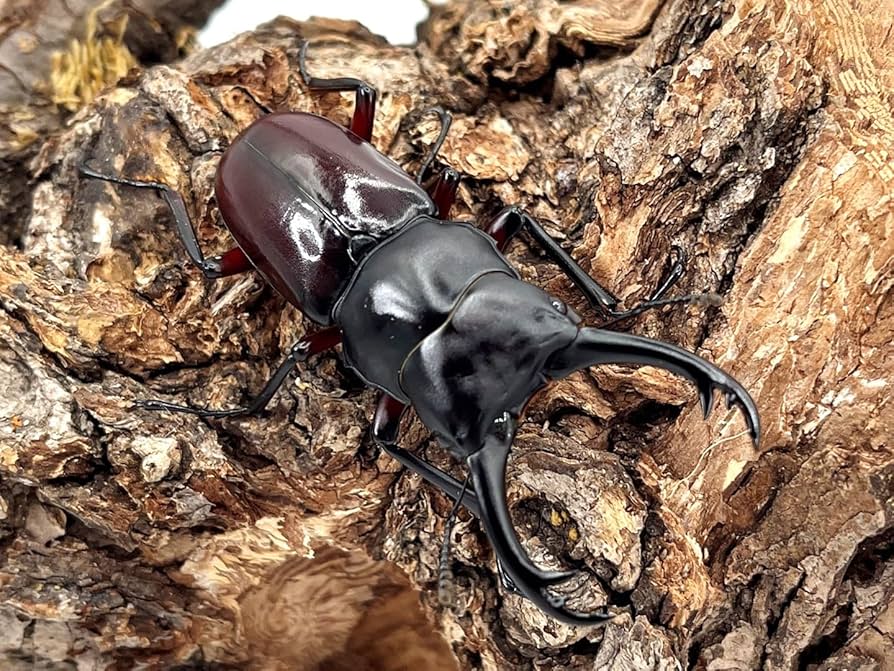 Amazon | 【DDA】ハイチュヌスコクワガタ 成虫 ペア 希少種 dda