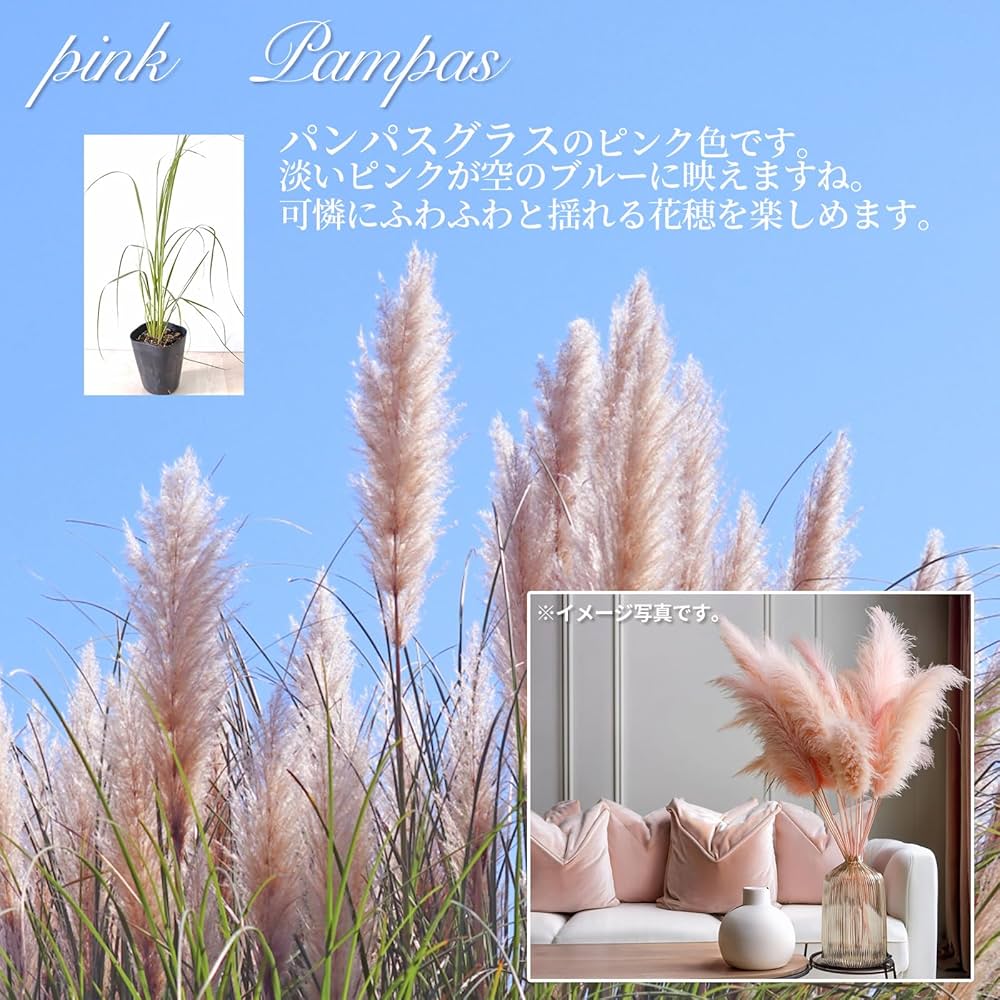 パンパスグラス 苗ホワイト&ピンク抜き苗60本 Amazon｜パンパスグラス ポット苗 【 ピンク 】シロガネヨシ 白銀葦
