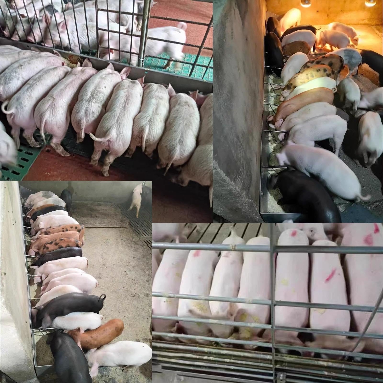 Mangiatoia per animali da allevamento,mangiatoia per suini in acciaio inox