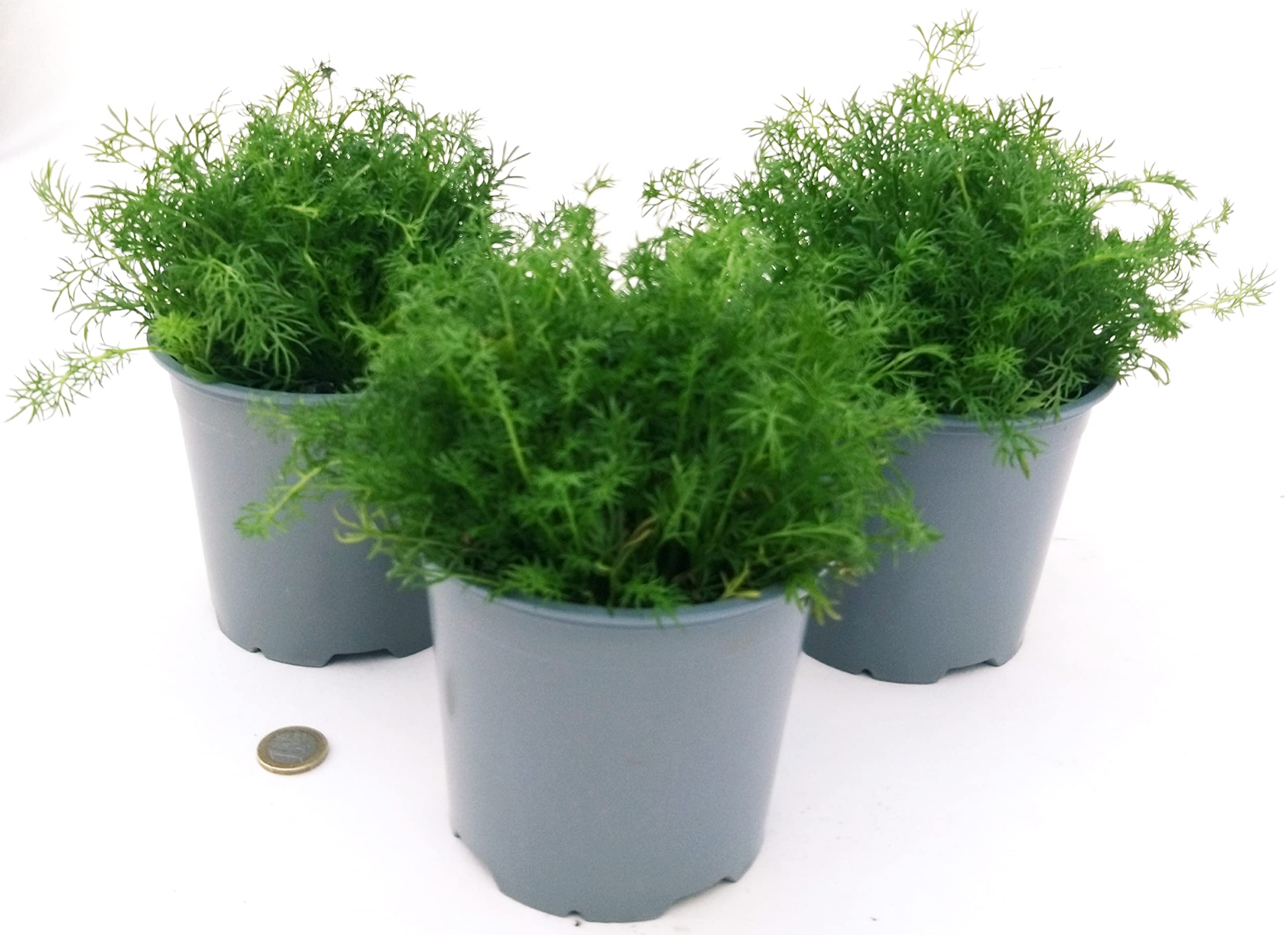 POWERS TO FLOWERS - CAMOMILLA BIO, ANTHEMIS NOBILIS, 3 PIANTE, piante vere