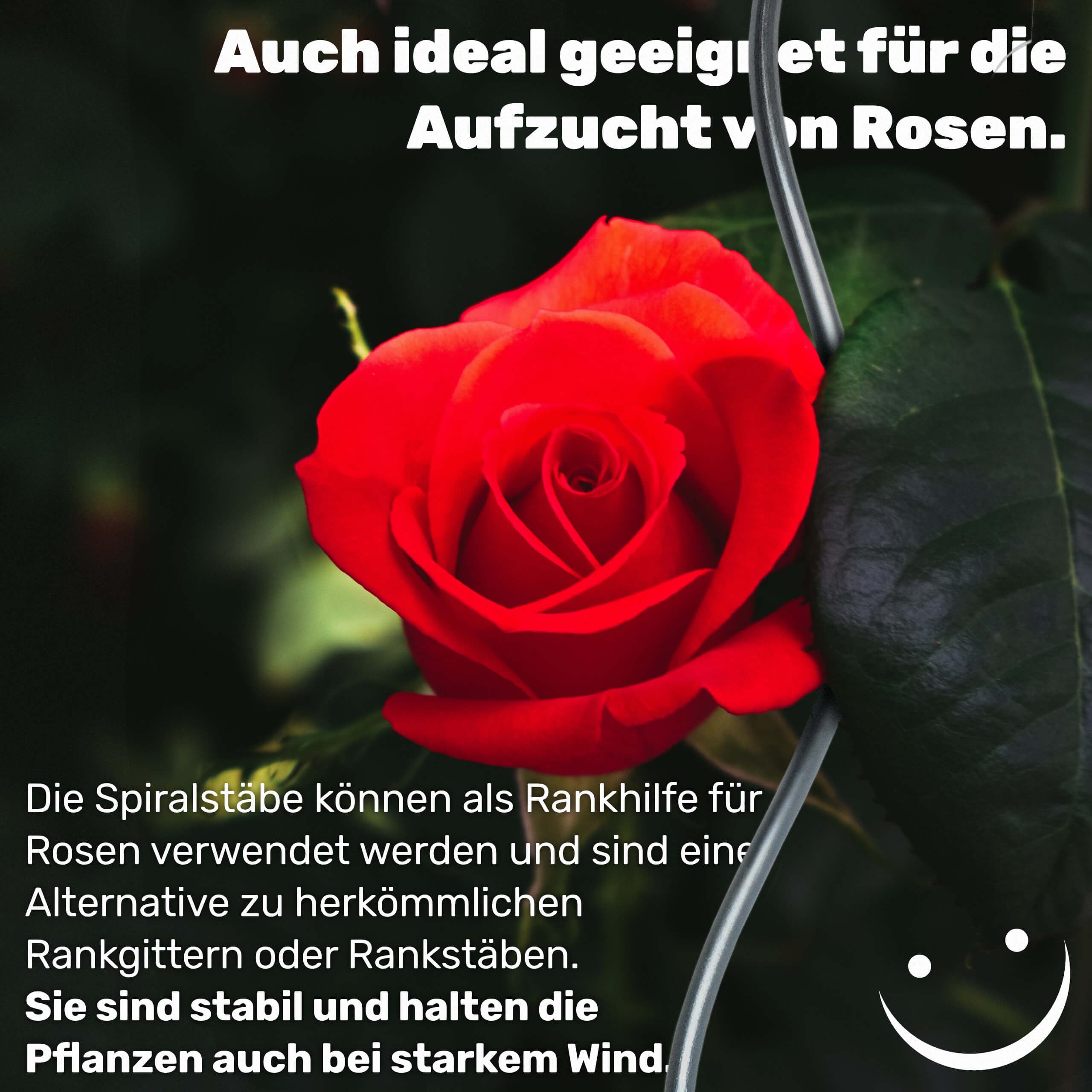 Gravidus Rankhilfe für Kletterpflanzen wie Gurken und Tomaten, Aber auch für Blumen, Rosen und andere Gartenpflanzen Höhe: ca. 110 cm aus Metall (50 Stück)
