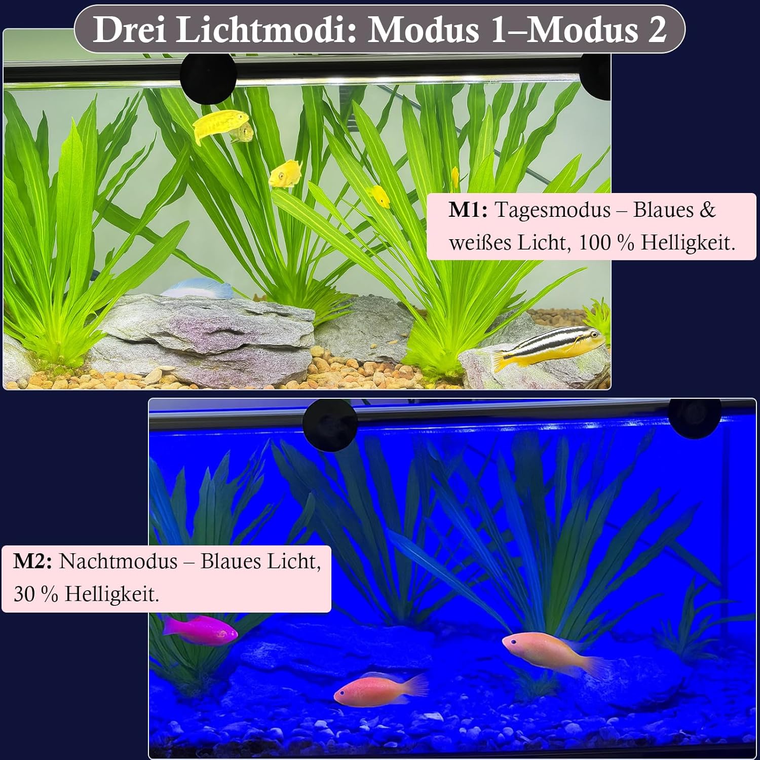 Two aquarium scenes: top shows M1 Day Mode with blue and white light at 100% brightness, bottom shows M2 Night Mode with blue light at 30% brightness.