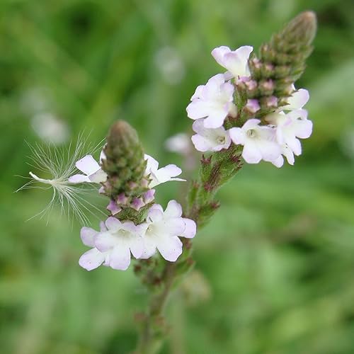 Miniatura 5 de Semillas de Verbena (Verbena officinalis) Más de 40 semillas de hierbas medicinales chinas en cápsulas de semillas congeladas para el jardinero y