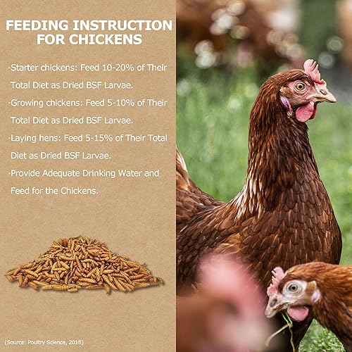 Miniatura 6 de HARTOMPET Larvas de mosca soldado negro secas prémium para pollos  Suplemento alto en calcio de 5 libras, soporte para muda y colocación, golosinas