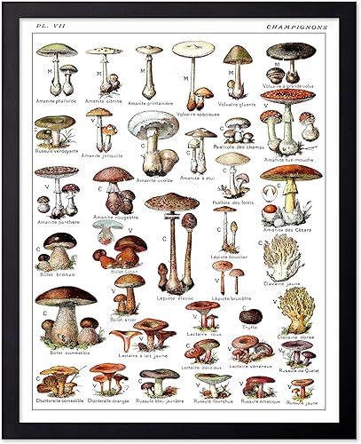 Miniatura 353 de Poster Master Póster vintage de orquídea, estampado de flores retro, arte de pared de plantas exóticas, arte botánico, regalo para hombres y