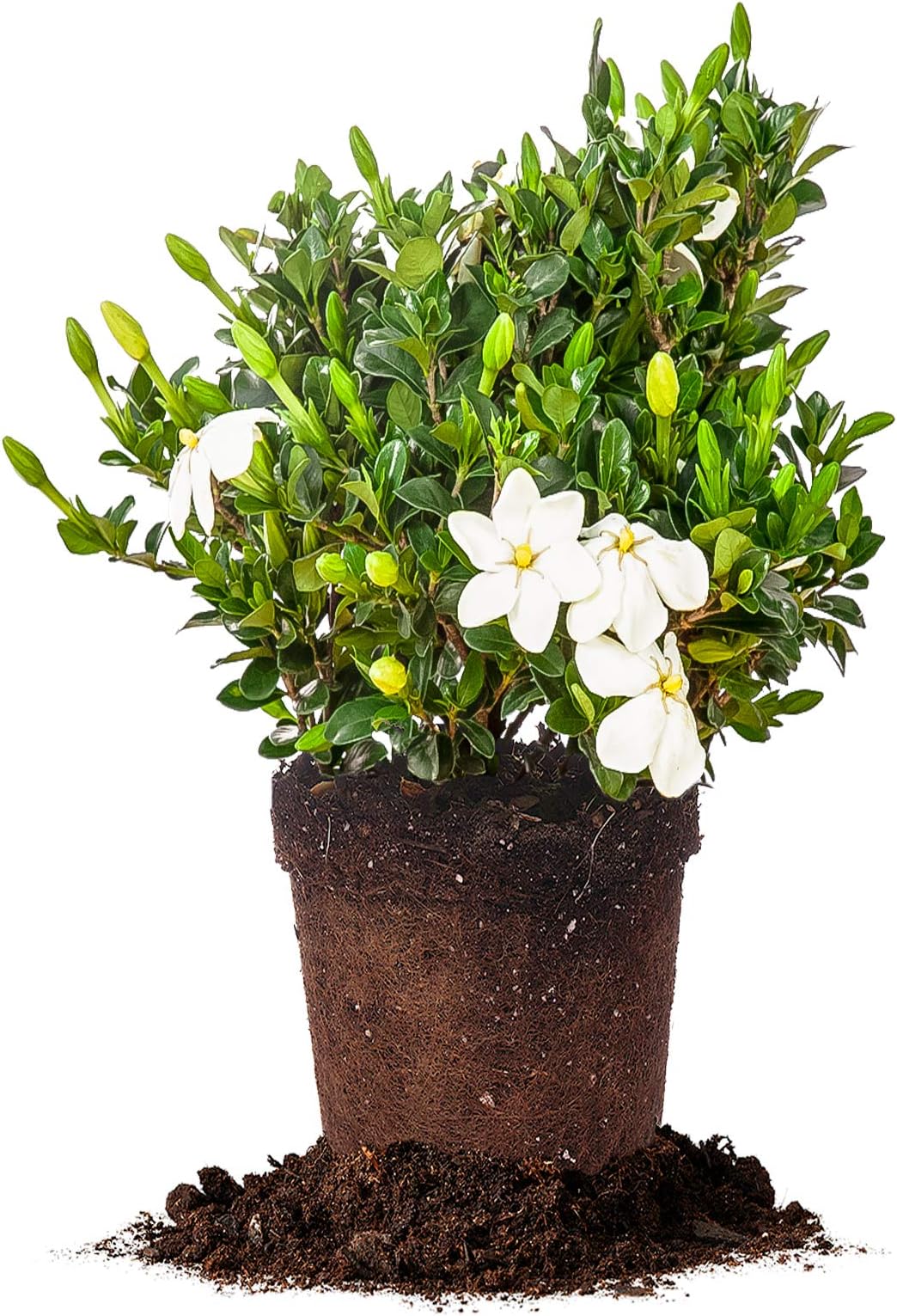 Kleim's Hardy Gardenia
