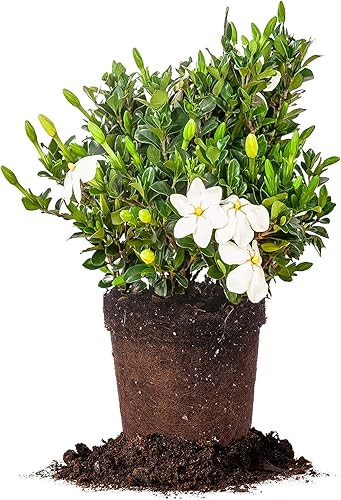 Vista 26 de Perfect Plants Radican Gardenia Planta viva, maceta de 1 galón Gardenia Radicana