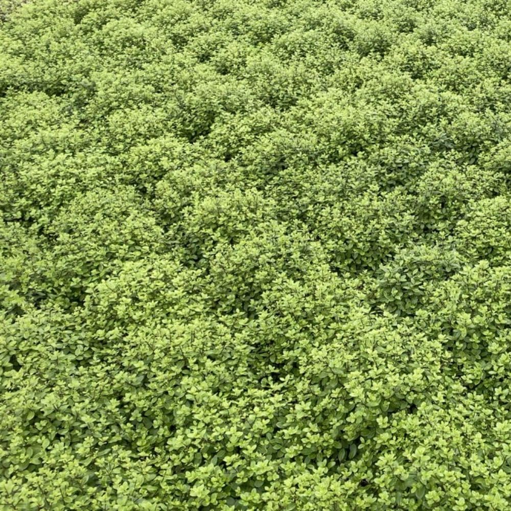 Pittosporum tenuifolium 'Golf Ball' Dwarf Evergreen Topiary Compact Hedge Architectural Foliage Low Maintenance 1x 2 Litre Pot by Thompson and Morgan