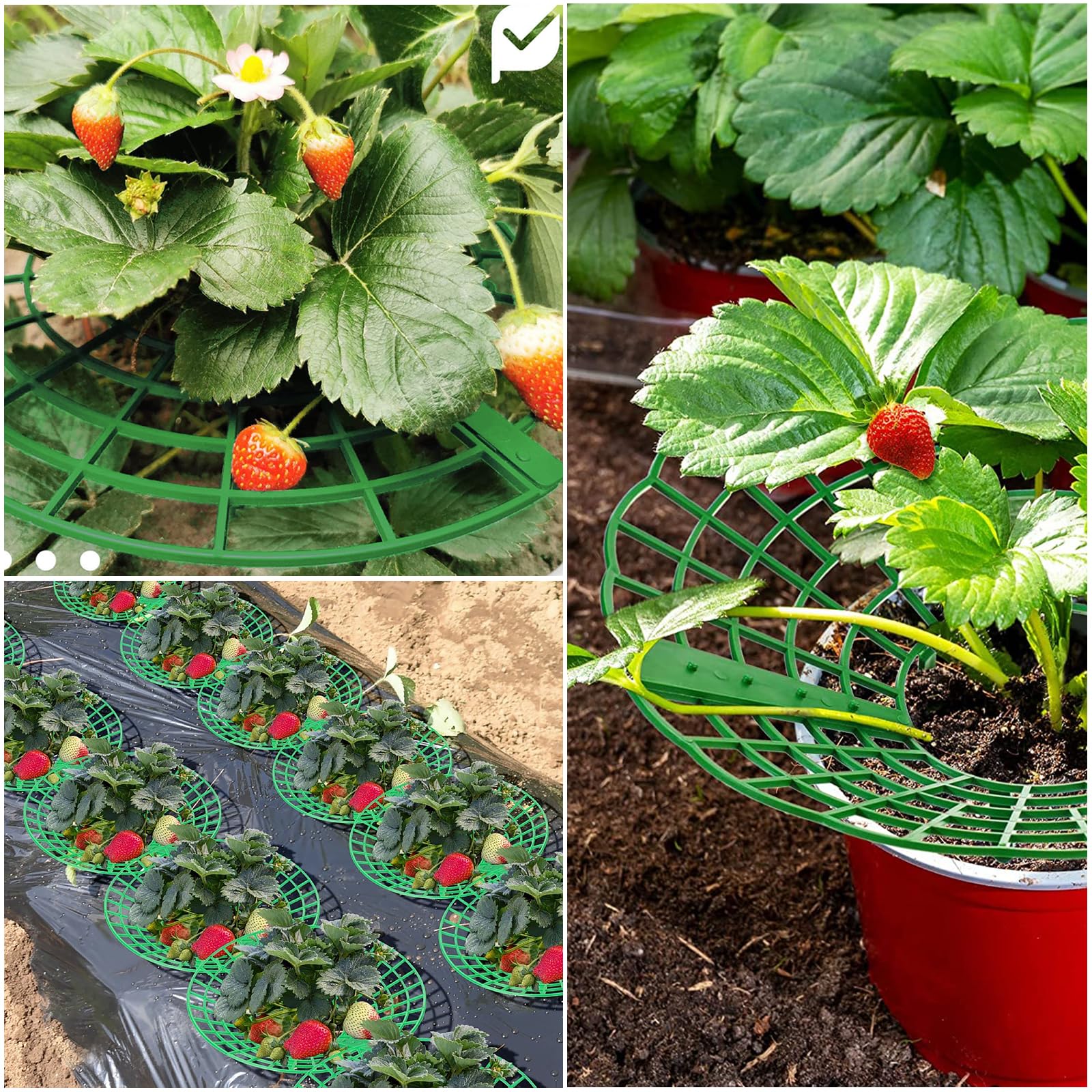 15 Pièces Support Fraisier, Plastique Amovible Supports pour Fraises Diamètre 30.6 cm Support de Culture de Fraises pour Fraise, Légume, Fleur, Plante (Vert)