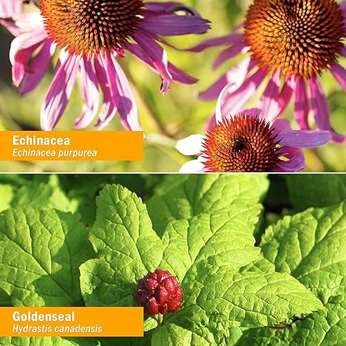 Miniatura 3 de Herb Pharm Fórmula de hierbas líquida Rapid Immune Boost para apoyo inmunológico activo 1 onza