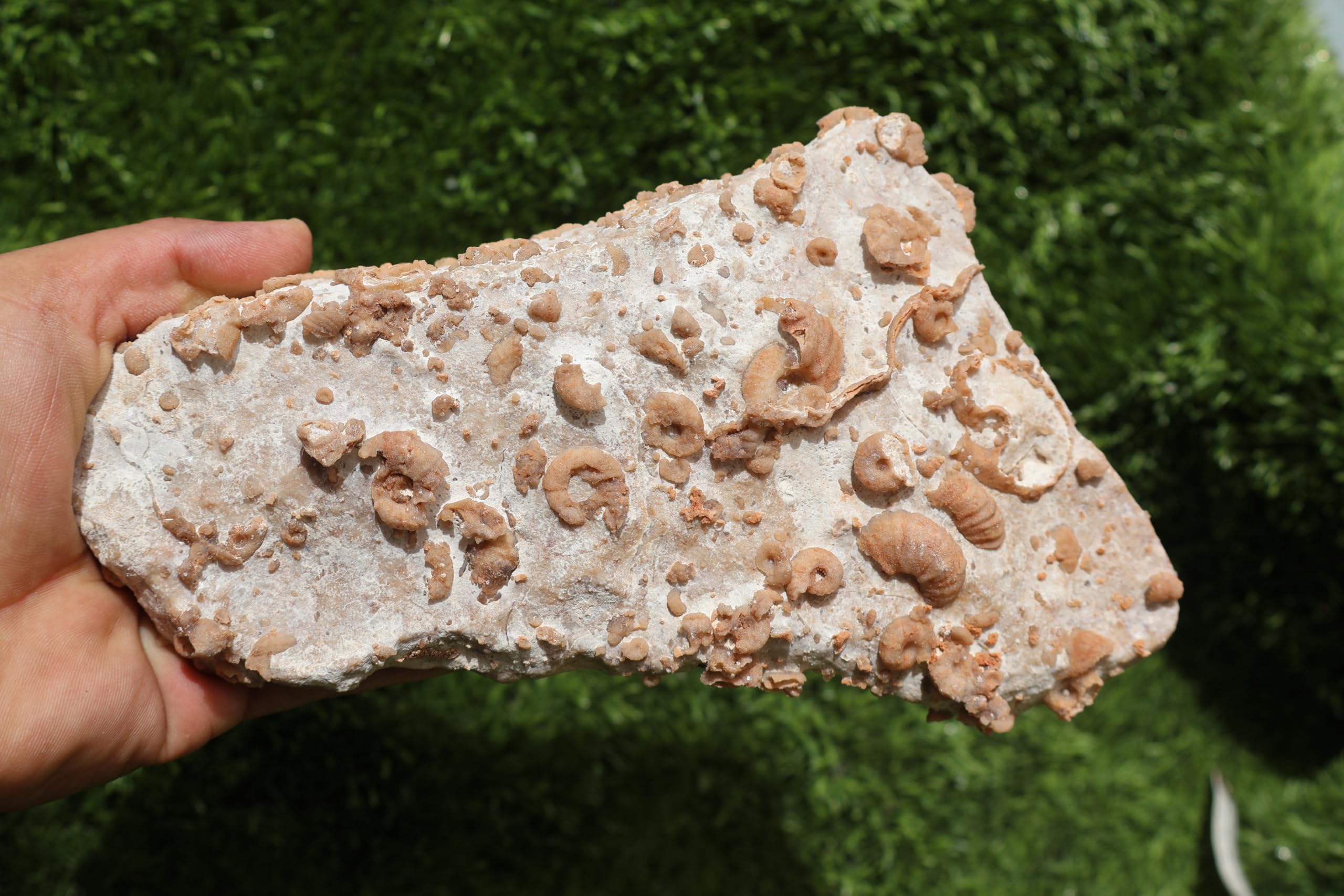 Ammonites & Gastropods Plate Cretaceous Fossils Fossils from Morocco Fossil Rock ammonites Fossil from Morocco A209