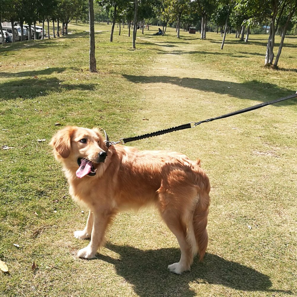 Laisse Antichoc pour Chien Yangbaga Laisse Extensible Élastique en Nylon idéal pour Marche, Courir pour Chien Petit à Moyen (Noir)