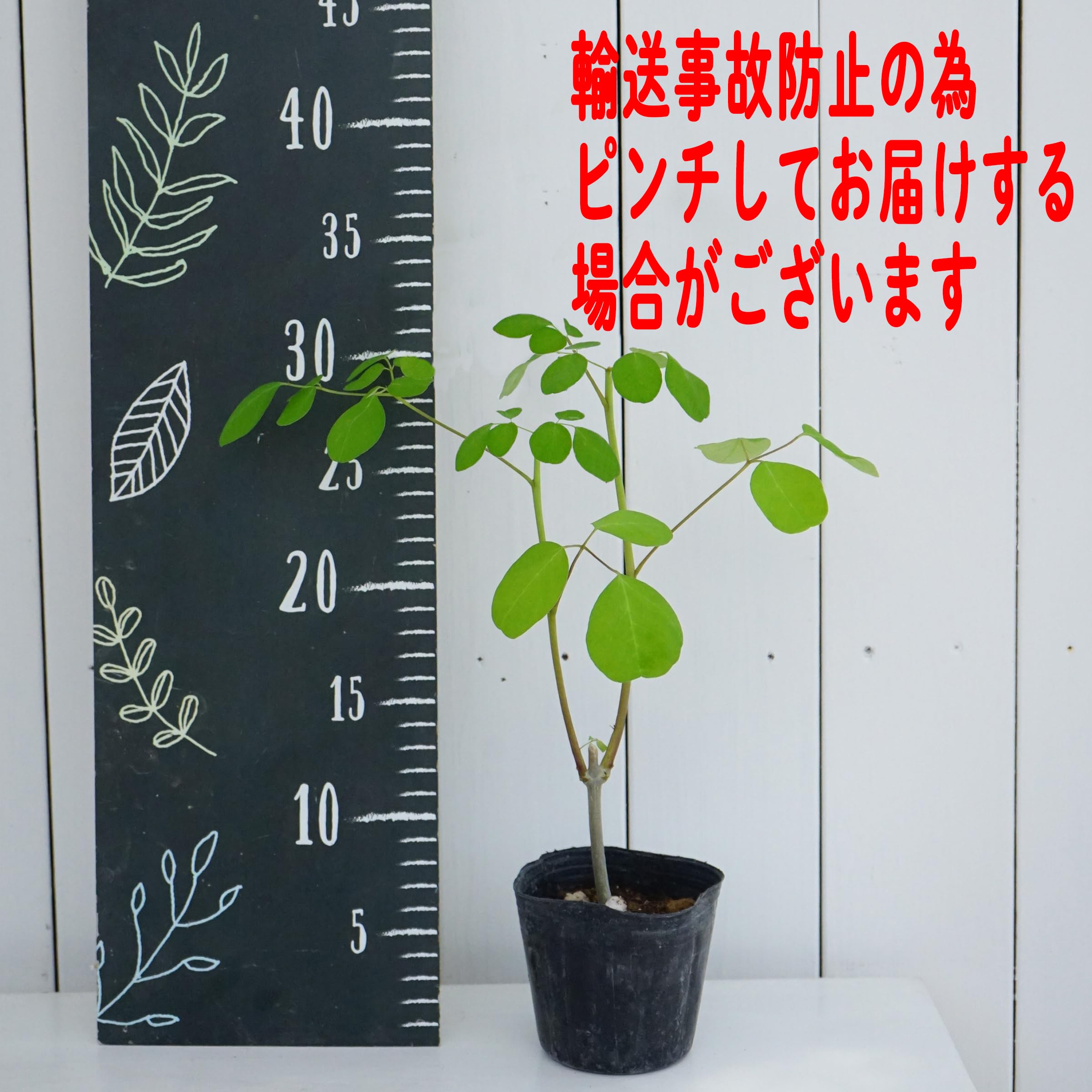 予約用　モリンガ苗とおまけの種 9/27予約締め切り 10月の第2週に出品予定 予約用 モリンガ苗とおまけの種 9/27予約締め切り 10月の第