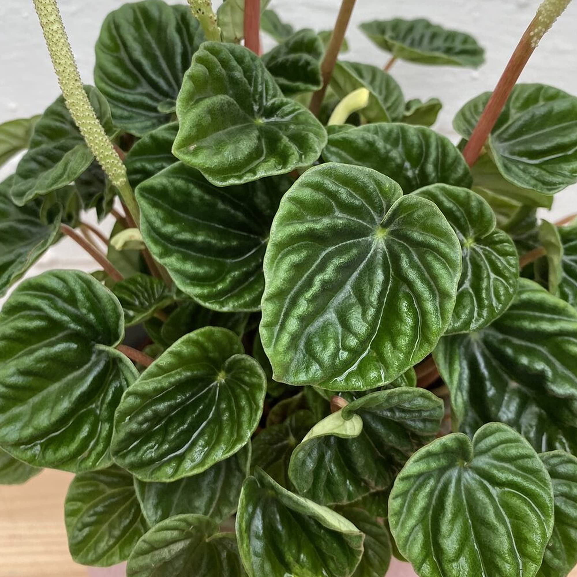PEPEROMIA CAPERATA LILIAN - info