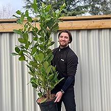 1 x 5ft Cherry Laurel Hedging Plant | Established Large Healthy Cherry Laurels | 130-150cm