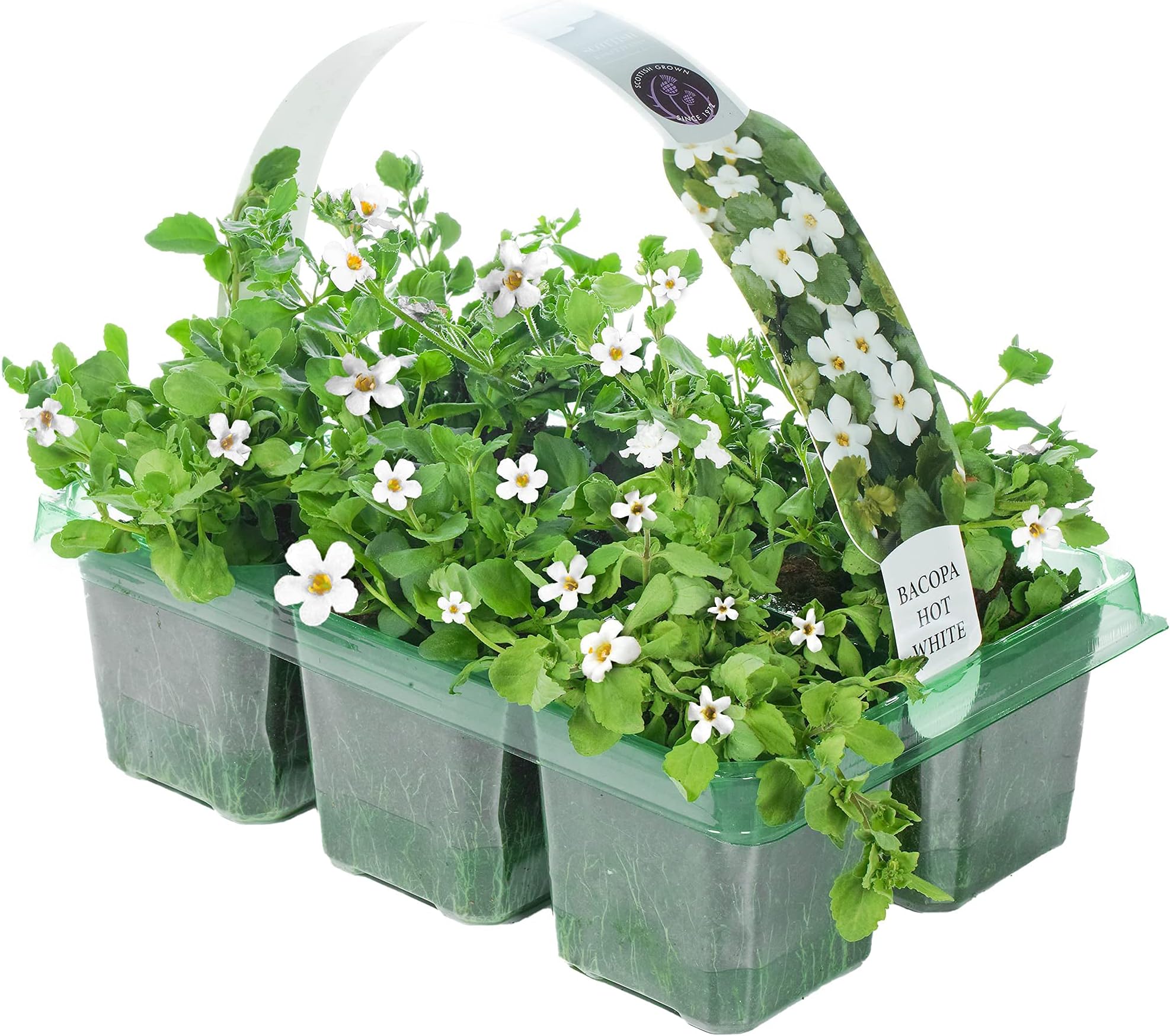Bacopa White | Hanging Basket Plants for Borders Pots Containers (6 Pack)