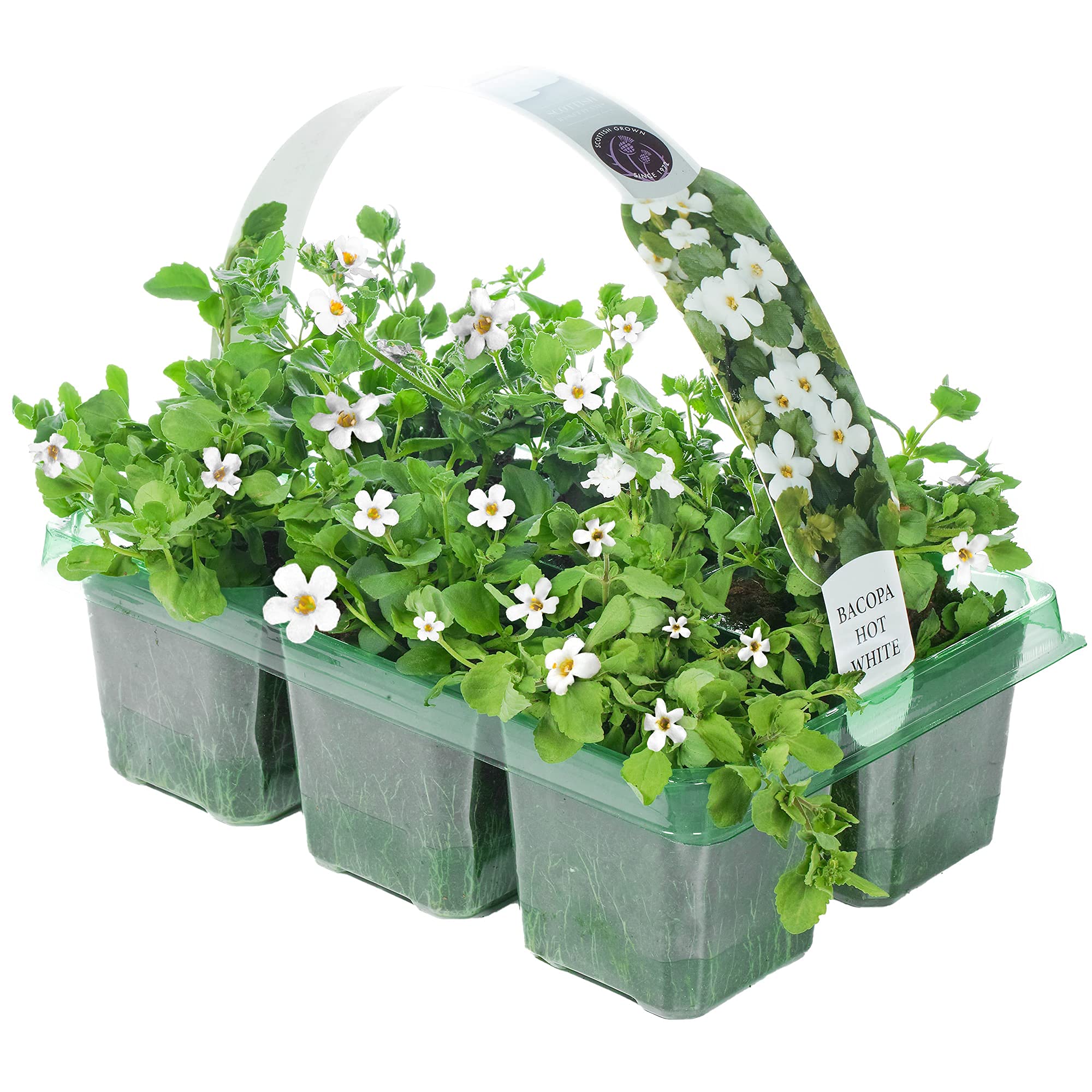 Bacopa White | Hanging Basket Plants for Borders Pots Containers (6 Pack)