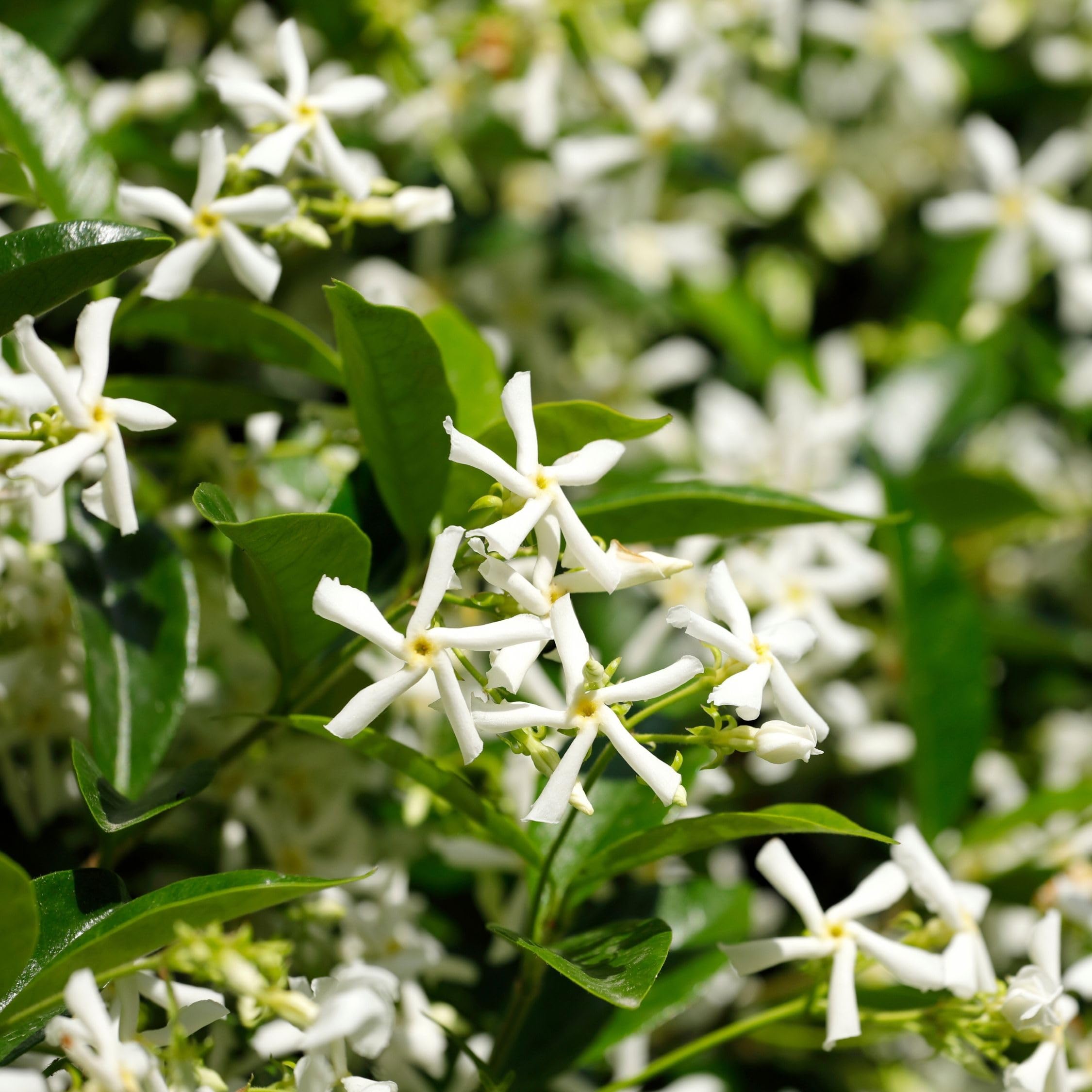 Plant in a Box - Trachelospermum jasminoides - XL Jasmin etoile grimpant - Fleurs blanc - Pot 17cm - Hauteur 110-120cm