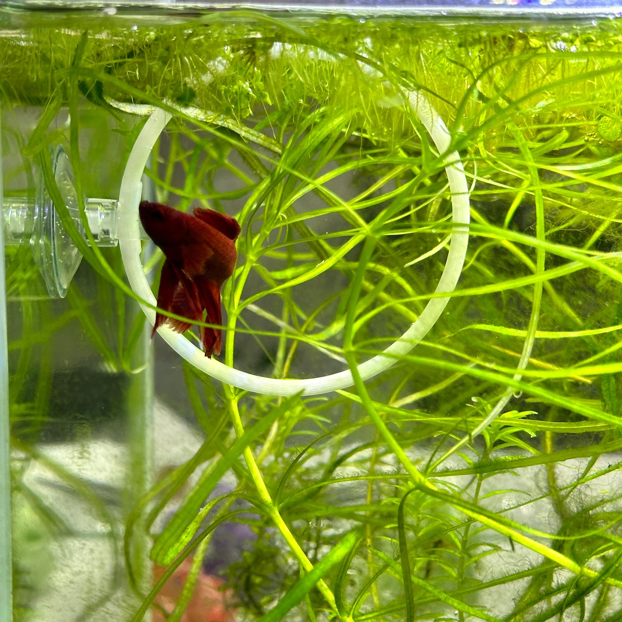 Betta Fish Olympic Ring For Betta Fish Trainning 2 Pack | Betta Excercise Loop Betta Loop For Aquarium Decor