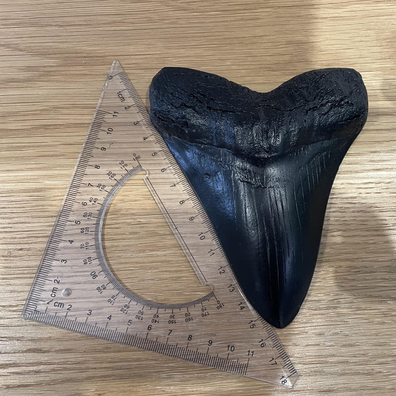 Modelo de Diente de tiburón de Resina Megalodon - Modelo fósil paleontológico - para decoración de Oficina de Adorno de Tienda de Mesa