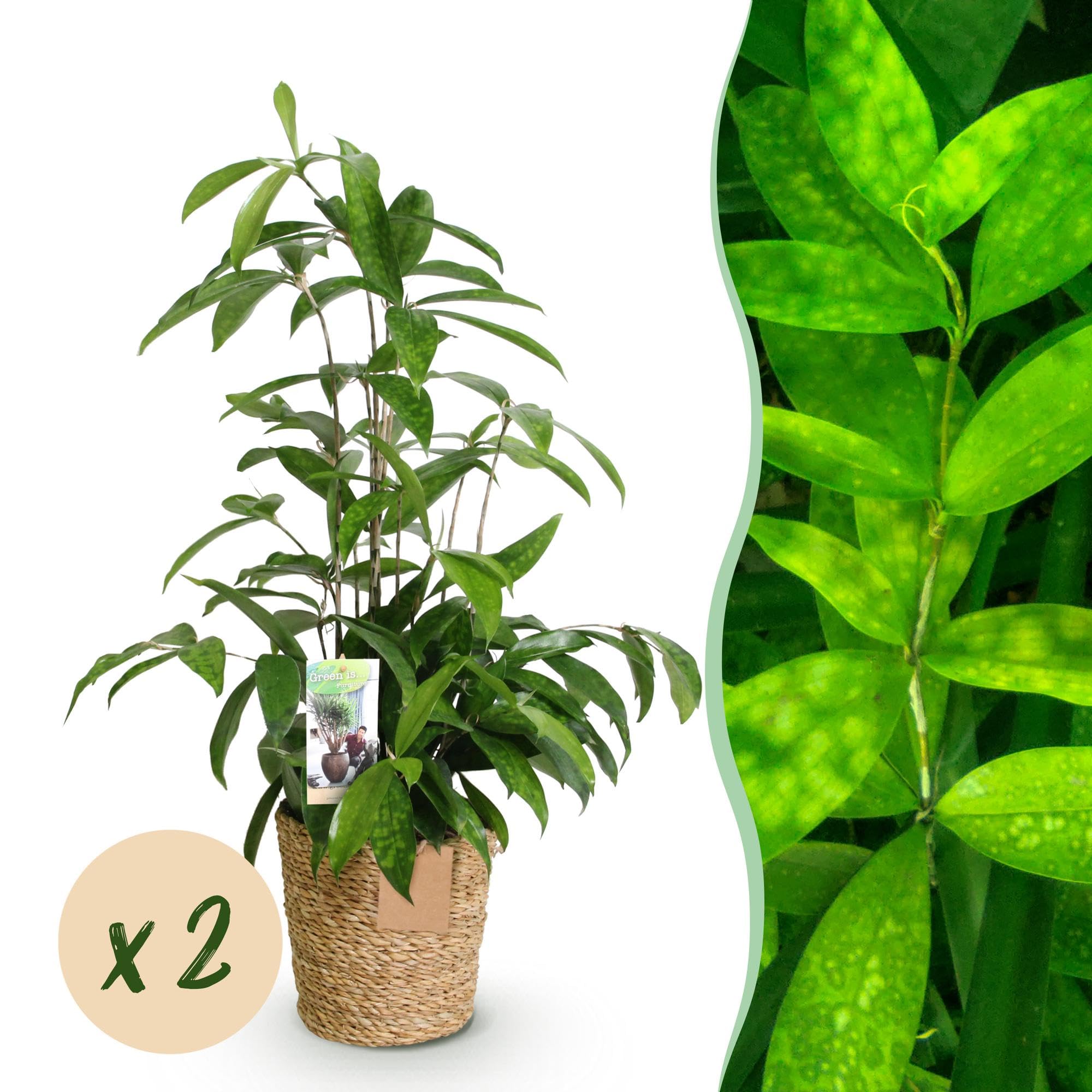 Green boutiQ - Plantes d'intérieur - Dracaena surculosa - Arbre à sang de dragon - Peu d'entretien - avec panier - Vert - 2 Plantes - Pot 17cm - Hauteur 60-70cm