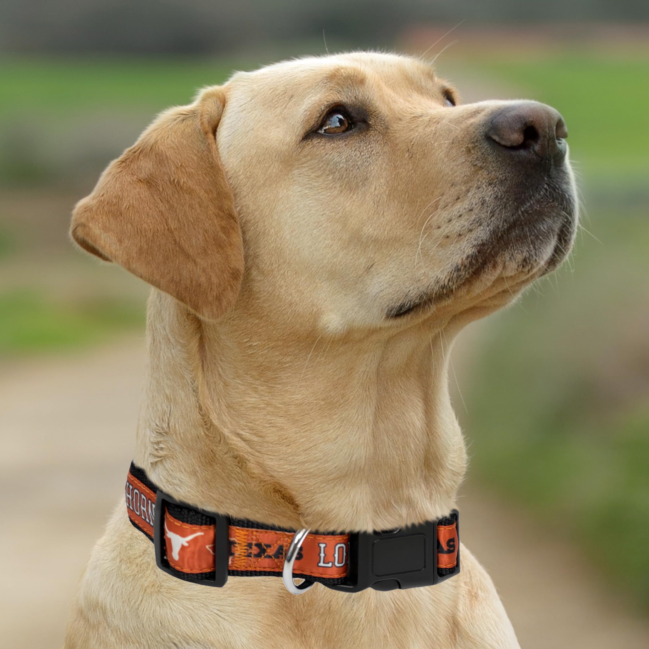 NCAA Pet Collar Texas Longhorns - Collar de perro grande para perros y gatos, collar deportivo brillante y colorido para gatos con licencia de The College