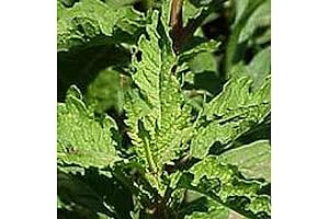 Epazote Seeds (((50 Seed Packet)))