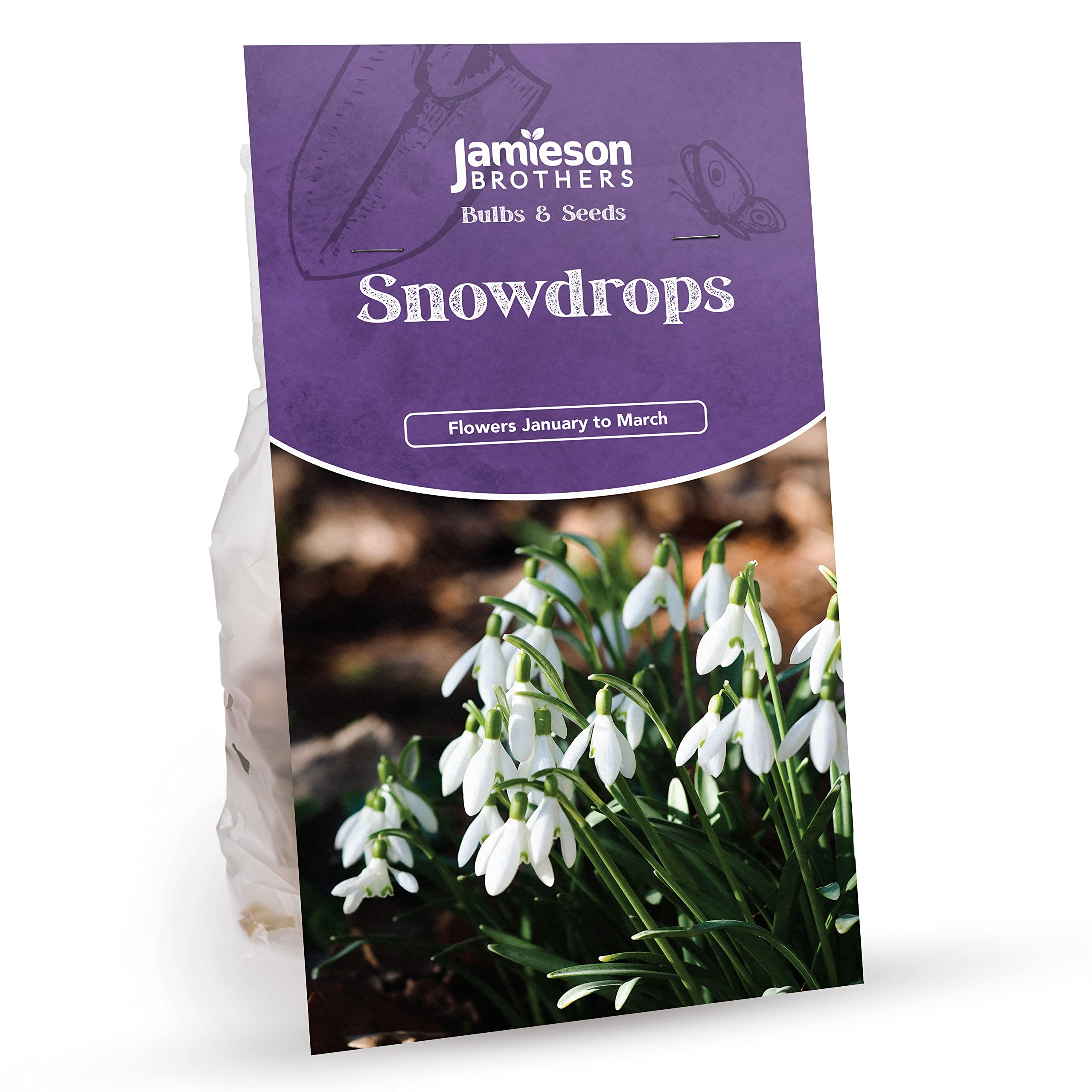 Jamieson Brothers® Snowdrop Bulbs – 80-Pack for Planting in Gardens, Borders & Flowerbeds – Premium Bulbs for Early Spring Blooms