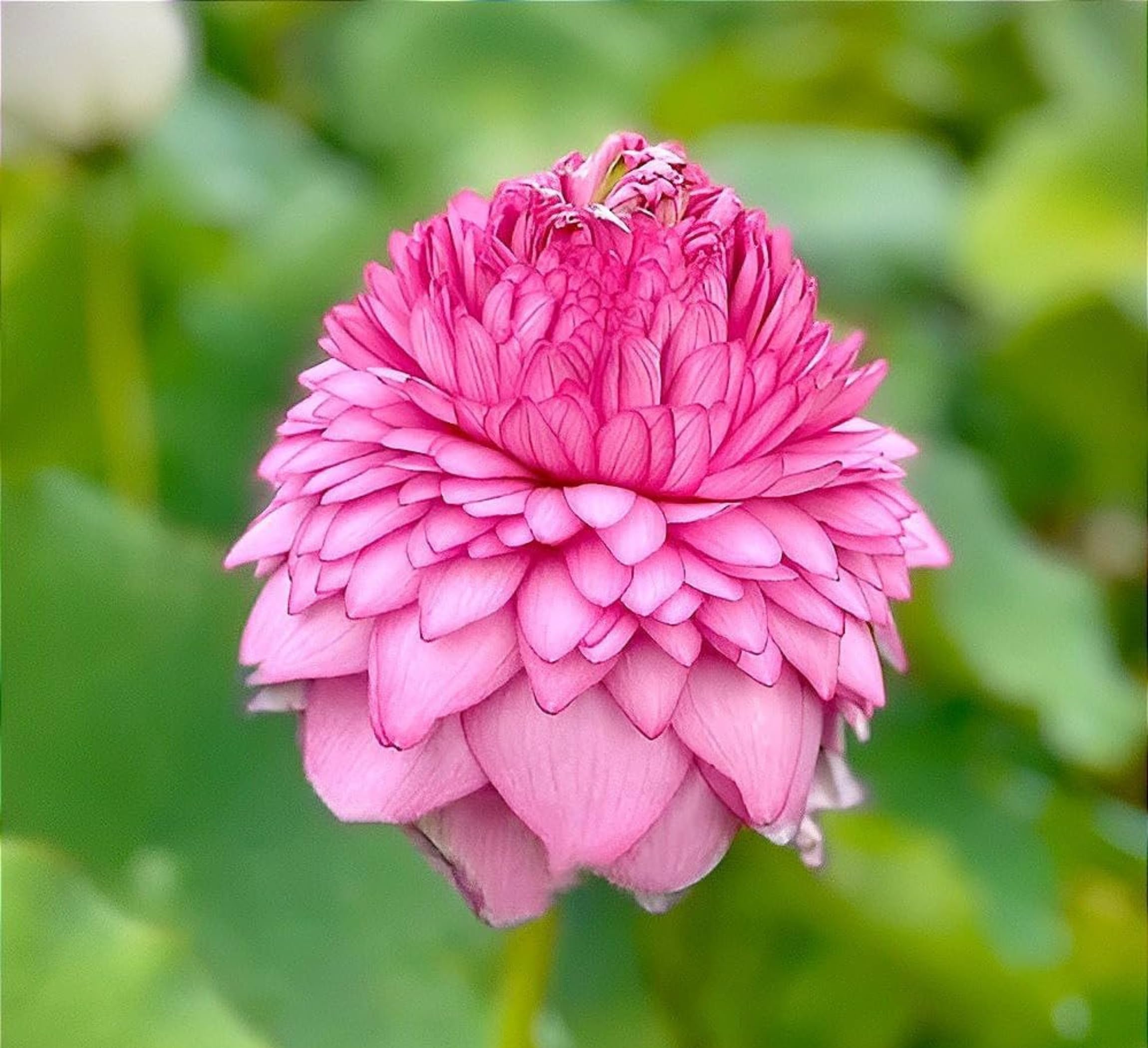 Red Lotus Plant - Blooms in 30 Days! -9