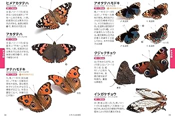 新 日本の昆虫1900(1)チョウ・バッタ・セミ (ポケット図鑑) | 槐 真史