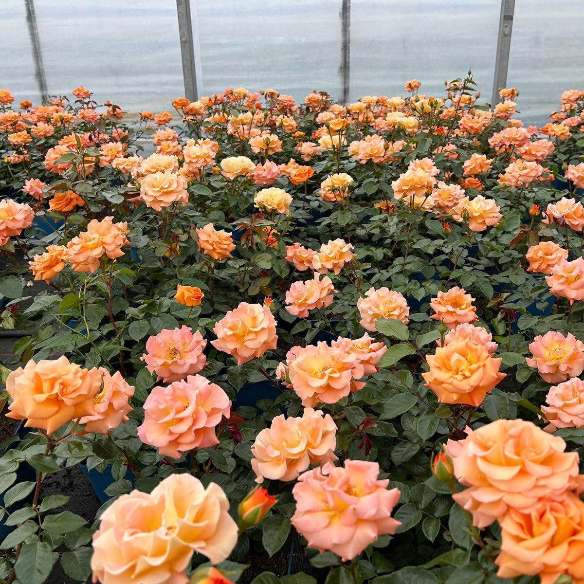 Beetrose „Westzeit®“ - apricotfarben blühende ADR-Topfrose im 5 L Topf - frisch aus der Gärtnerei - Pflanzen-Kölle Gartenrose