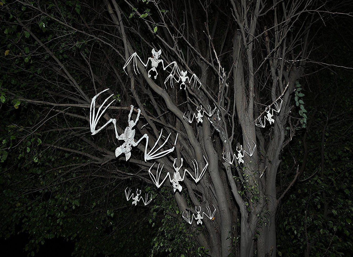 Amazon.co.jp: [透明標本制作所]恐怖！コウモリの骨 レプリカ[骨格標本