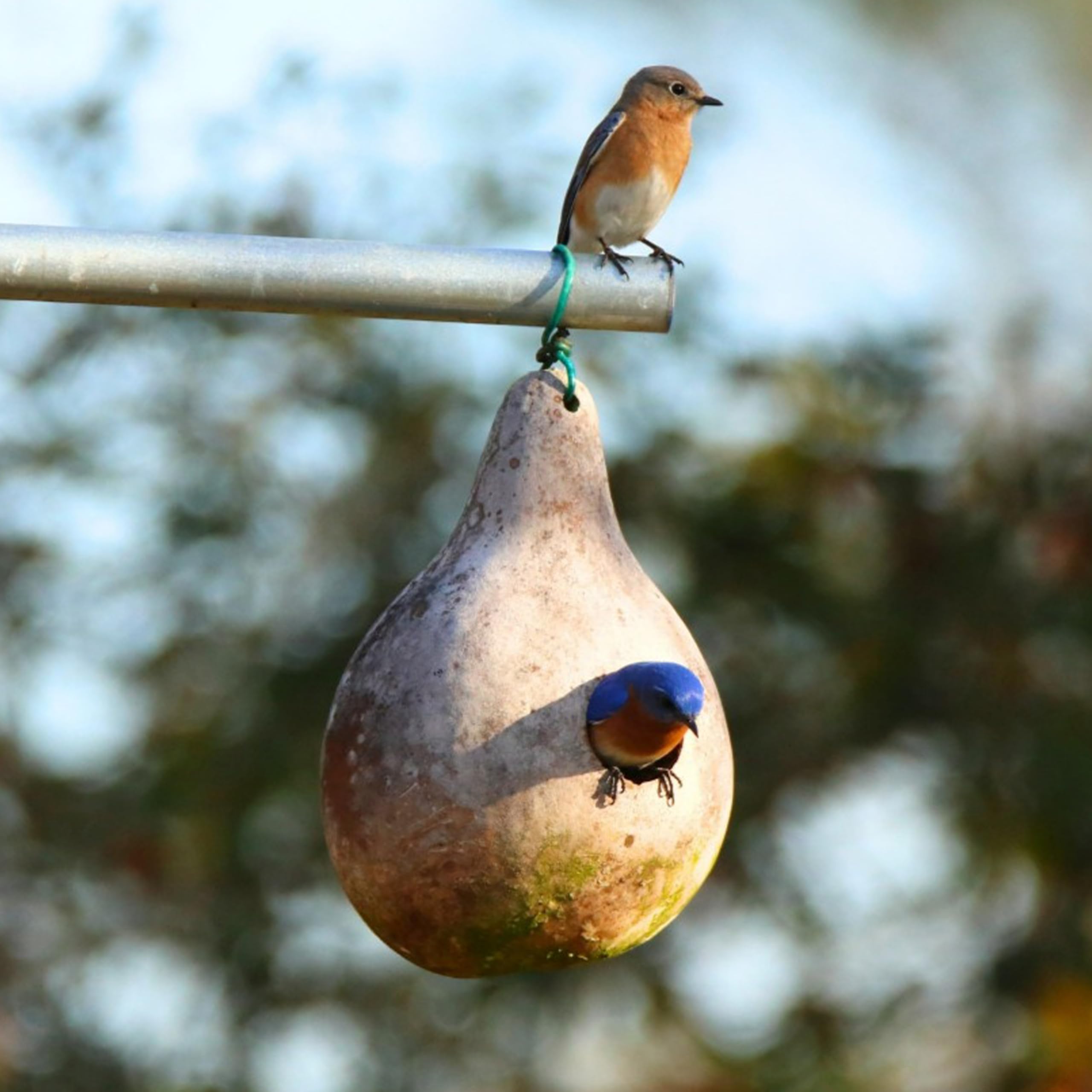 Amazon.com : KVITER 10 Purple Martin Bird House Gourd Seeds for