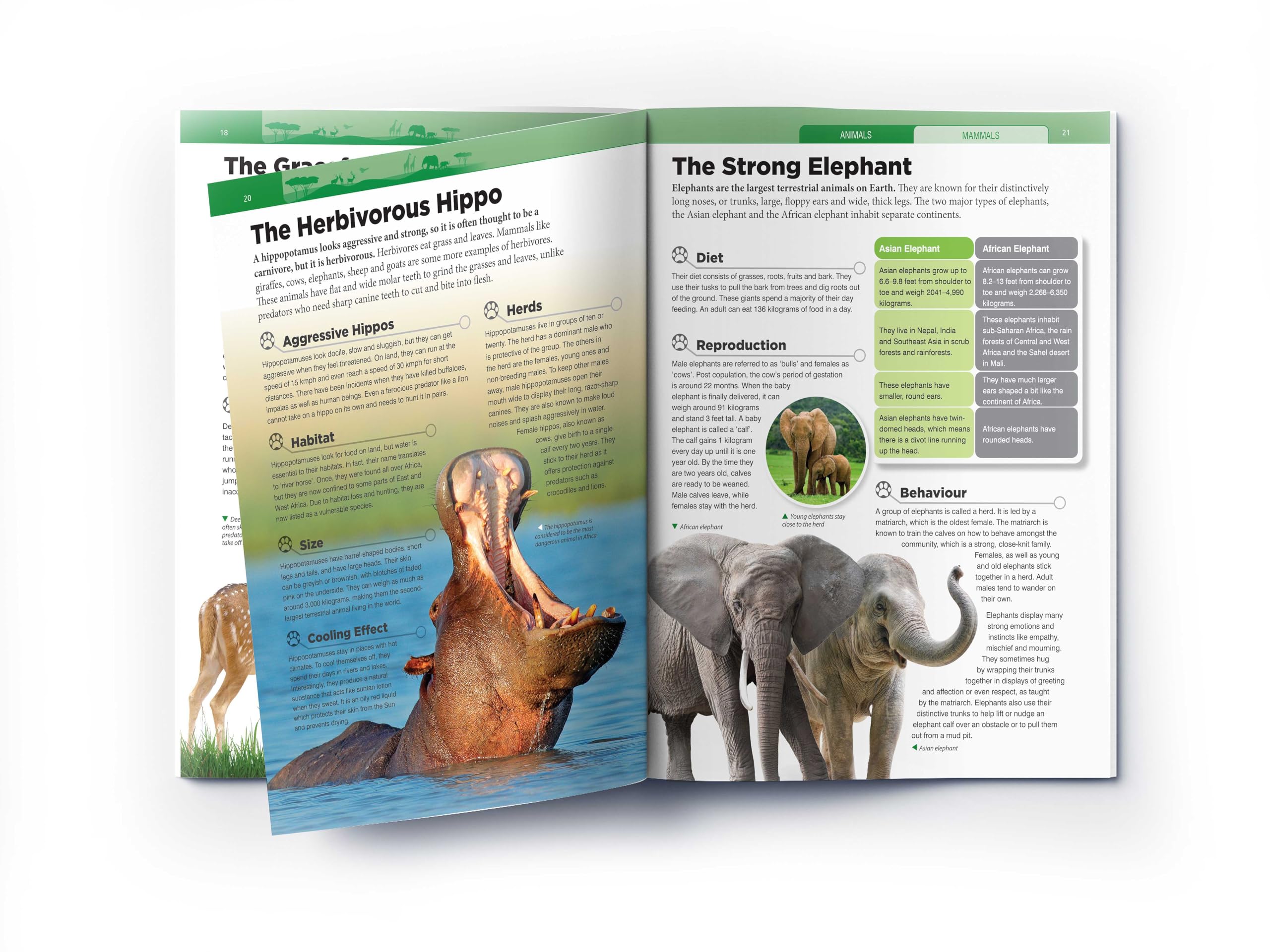 Animals - Mammals : Knowledge Encyclopedia For Children 4