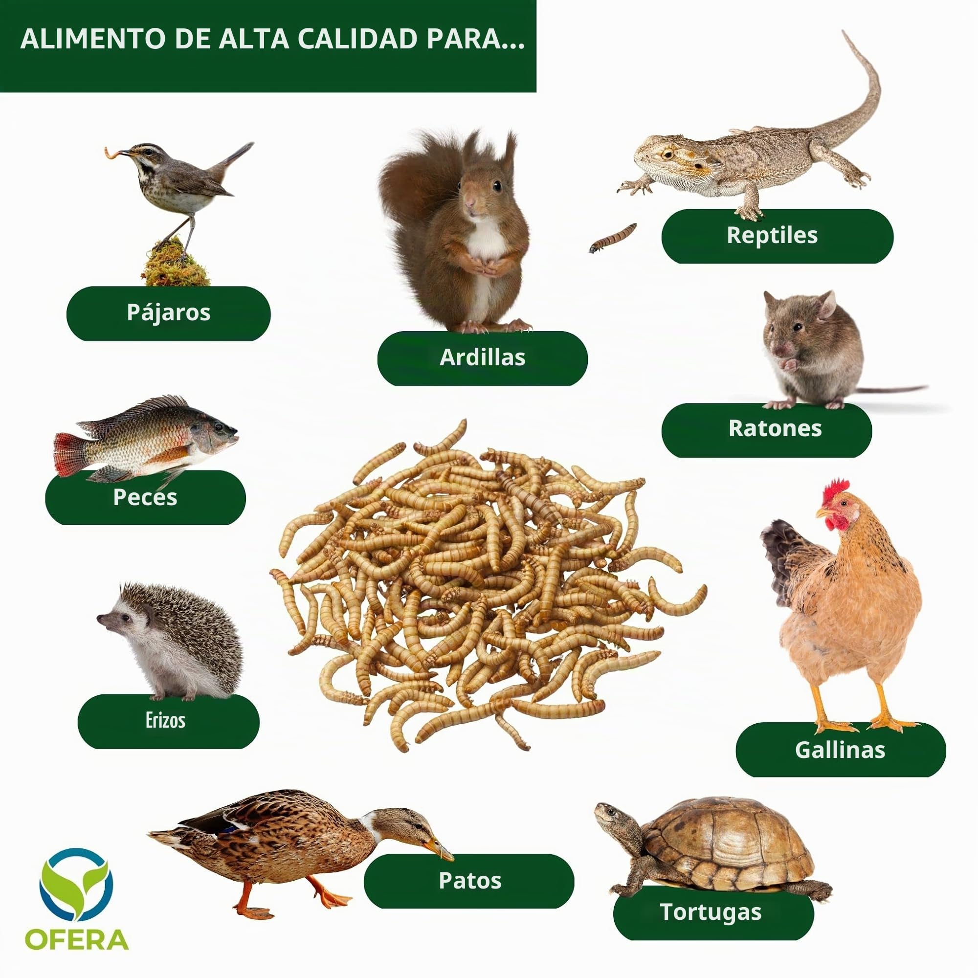 Juego Completo de Gusano de harina de Granja para cría de Gusanos