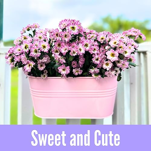 Miniatura 7 de LaLaGreen - Maceta colgante para exteriores (11.2 pulgadas, paquete de 6) rosa claro, morado claro, turquesa, azul claro, morado oscuro, caja de