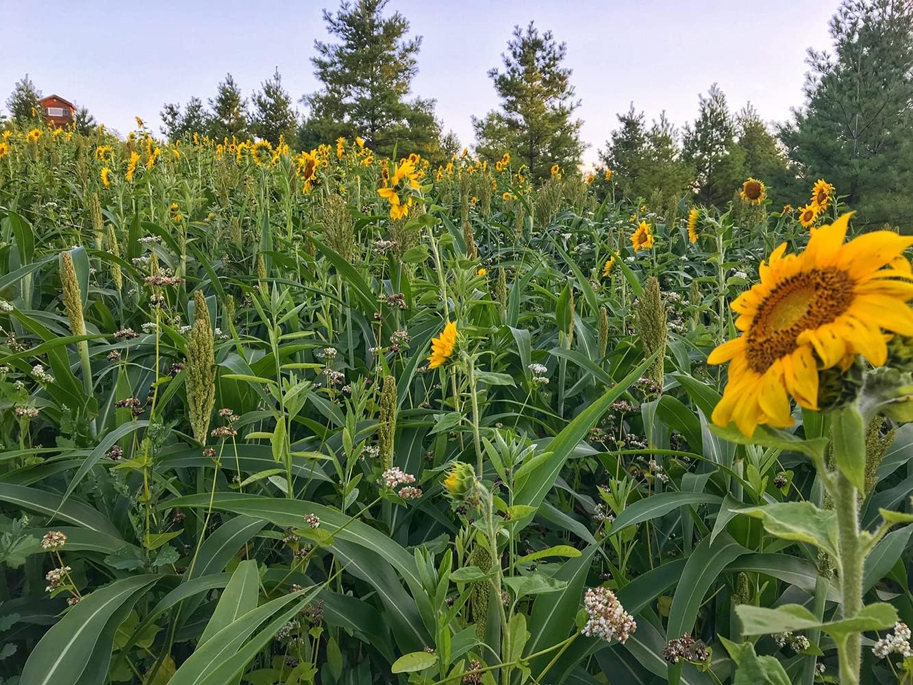 Rakk Fuel Deer Food Plot Blend Hunters Haven