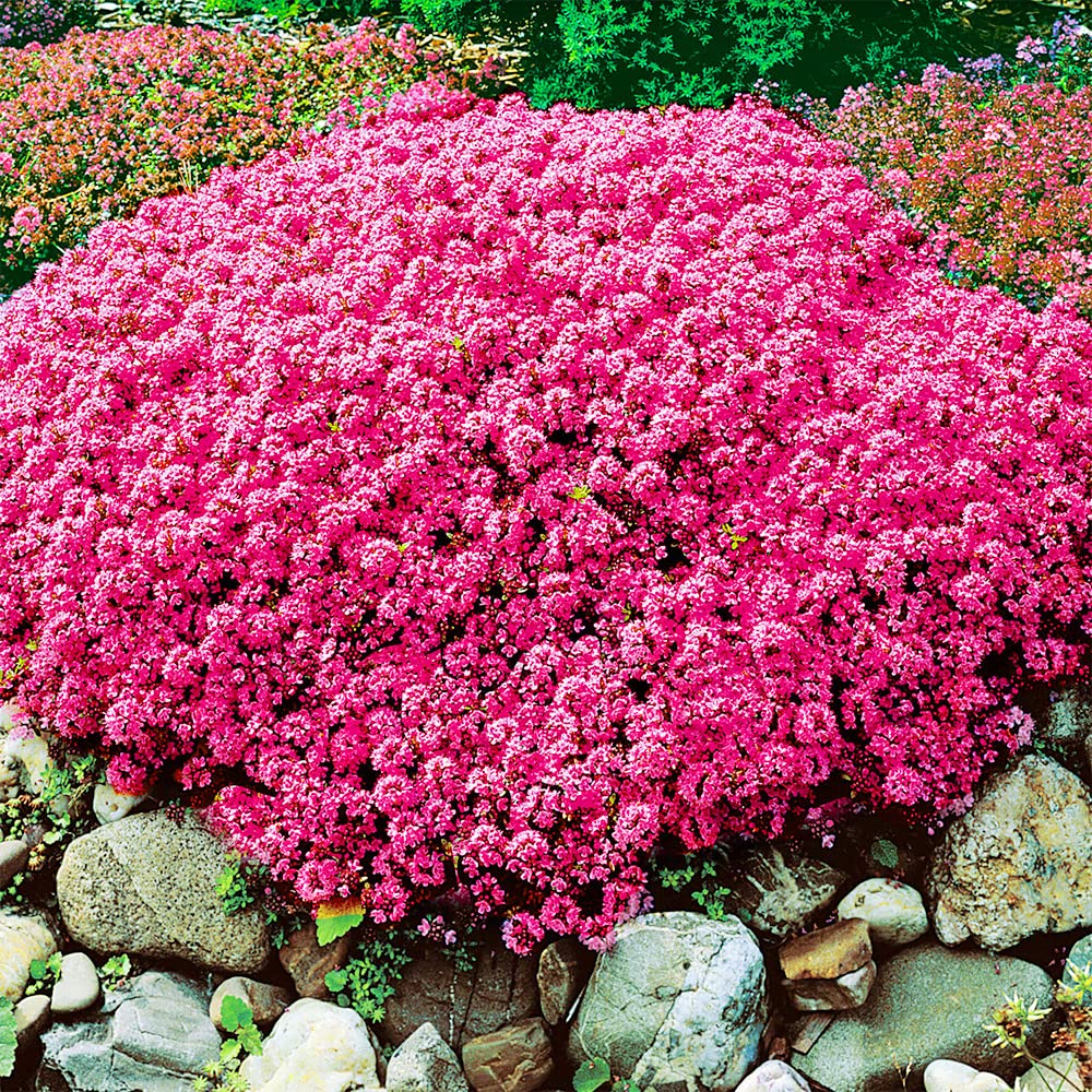 Buy QAUZUY GARDEN Red Creeping Thyme 200 Fragrant Lawn Cover