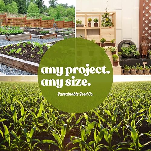 Miniatura 5 de Voodoo Sedum 25 Semillas - Sedum spurium - Cubierta de suelo perenne sin OMG - Suculenta tolerante a la sequía - 112 a 119 días - Cultivo de piedra