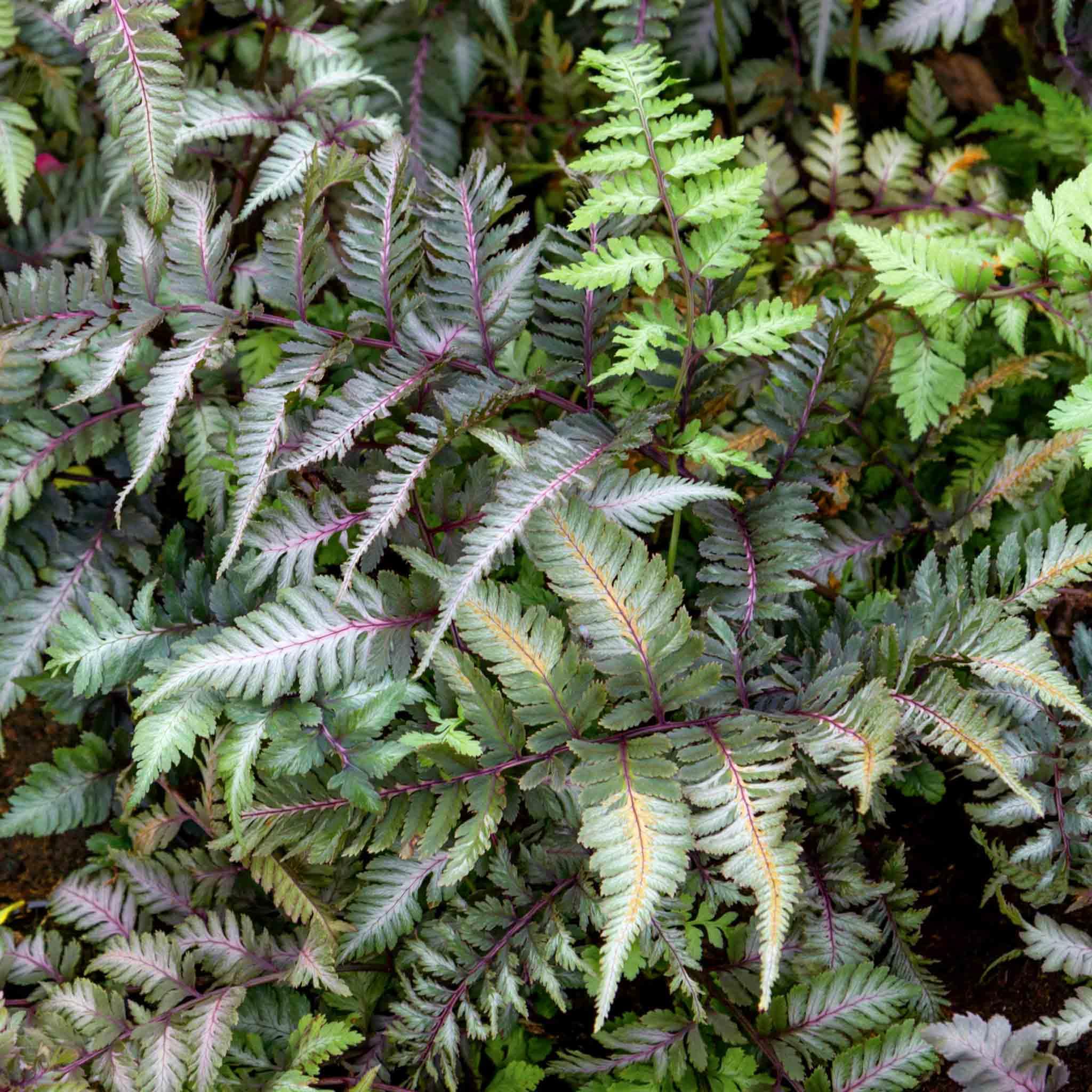 Marshalls Garden Athyrium 'Niponicum Metallicum' Hardy Japanese Painted Fern with Metallic Silver Fronds