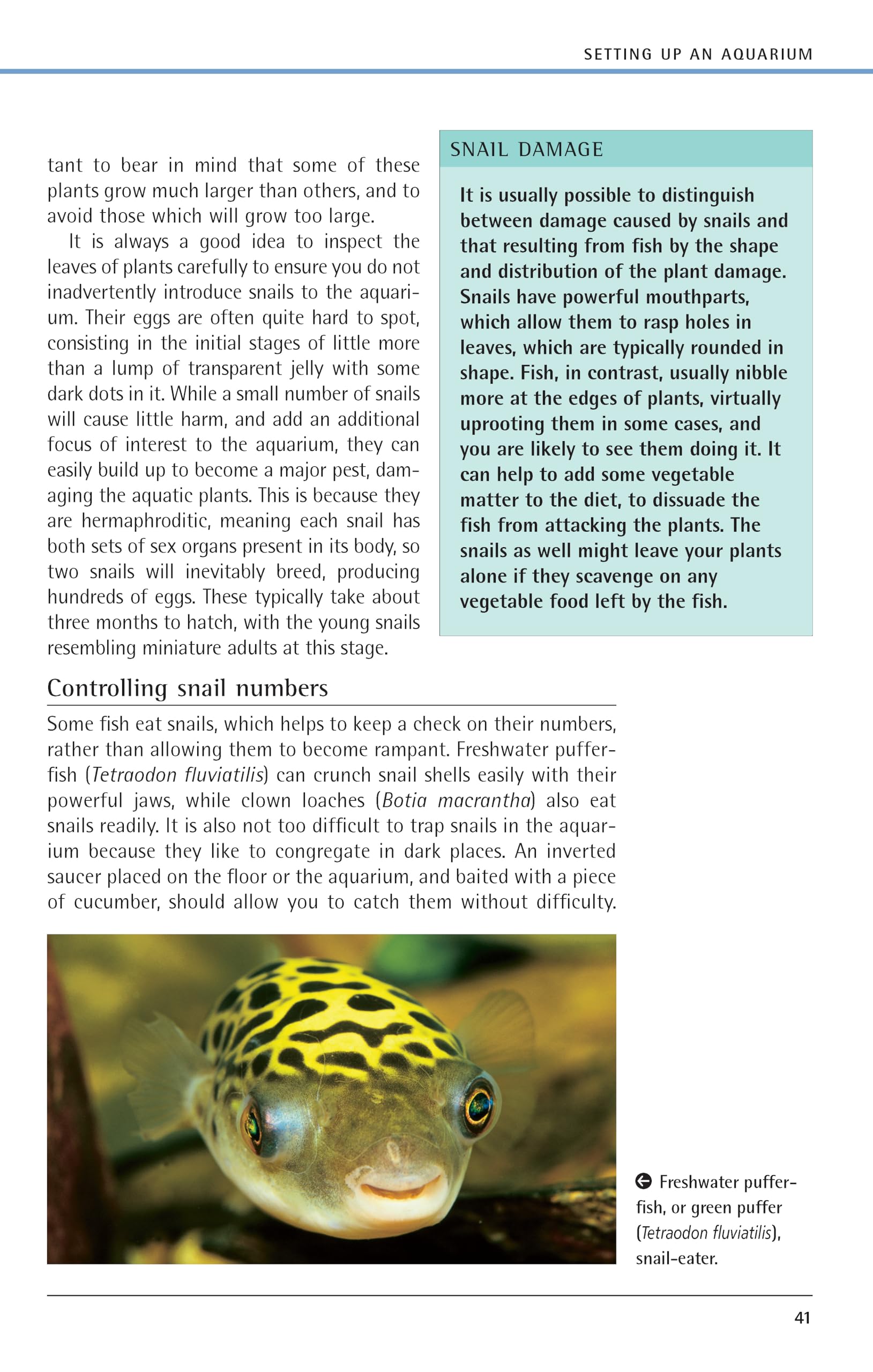 Freshwater Aquariums: Basic Aquarium Setup and Maintenance (Fish Keeping Made Easy)