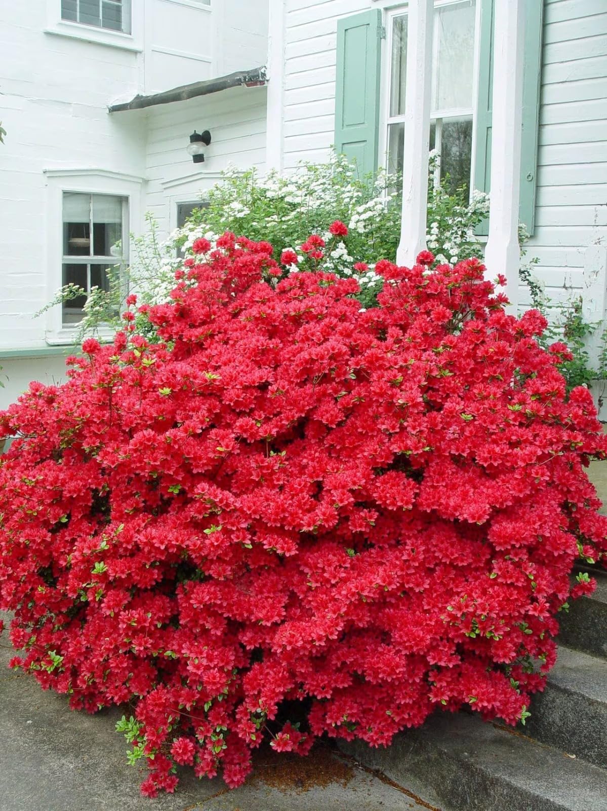 Azalea (Red) Flowering Live Plant & Tree (1.5-2.5 Ft Size) For Bush/Shrub/Home Garden (Pack Of 1) (B0CWXXCTRT) Amazon Price History, Amazon Price Tracker