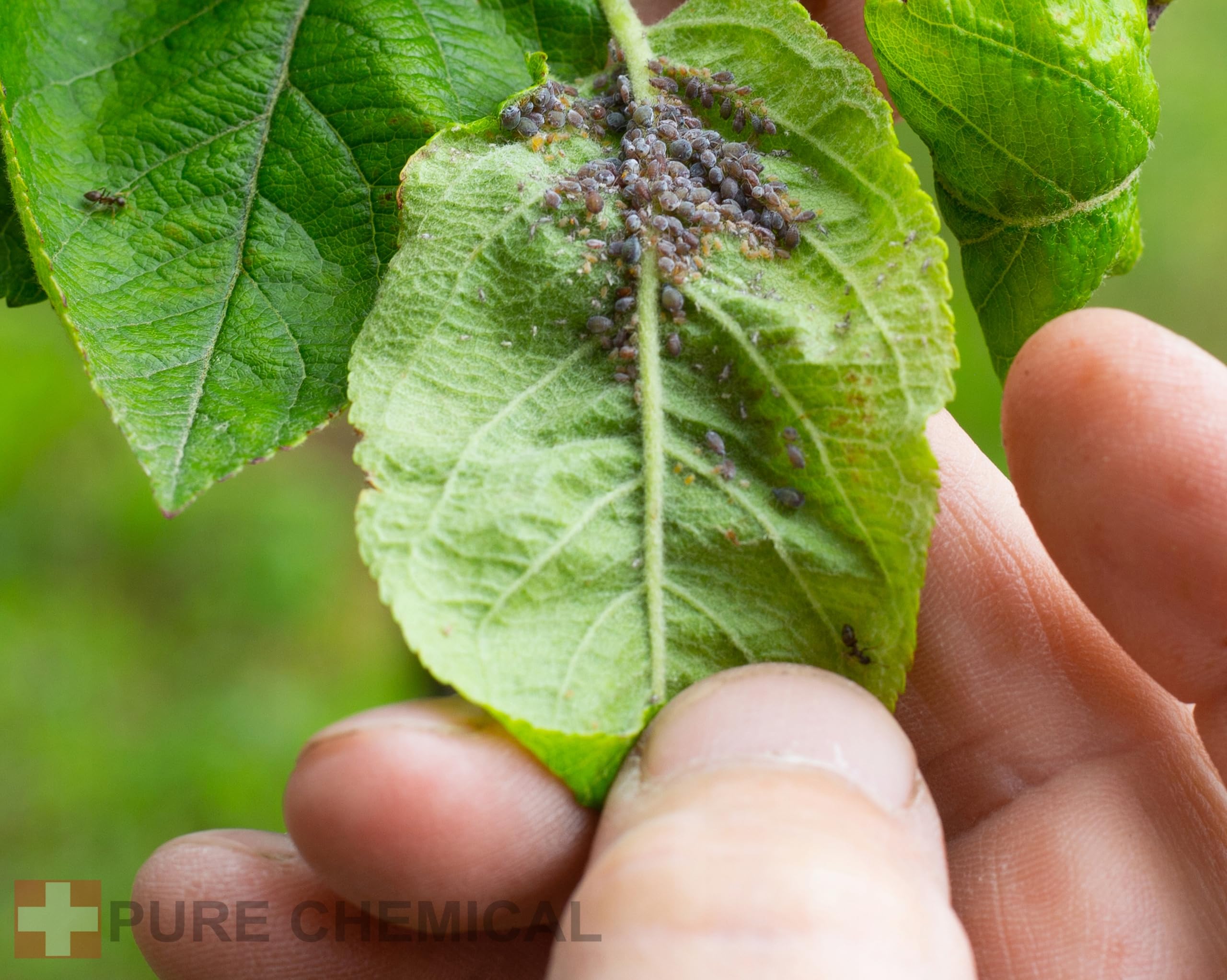 CHOSA Olio di Neem Puro 5 litri - Spremuto a Freddo, Non Raffinato, 100% di Purezza - Per la Cura di Ogni Tipo di Pelle e Capelli - Olio di Nem per Piante, Tanica HDPE 5 L con tappo di sfiato