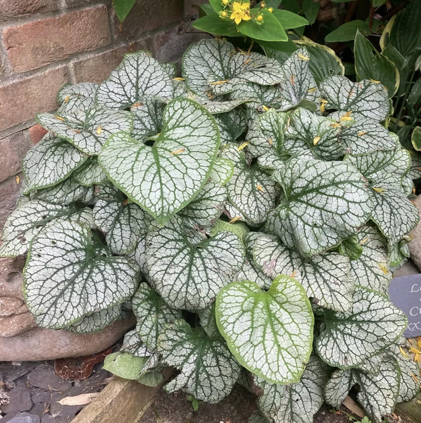 Brunnera Jack Frost | Perennial | Jumbo Plug Plant